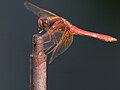 Sympetrum illotum (cat.)