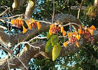 Erythrina fusca