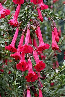 La Cantua buxifolia , flor sagrada de los incas.