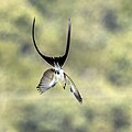 Fork-tailed flycatcher in flight