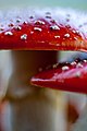 Fly Amanita