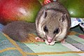 Nagy pele (Glis glis)