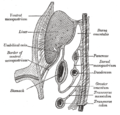 Schematic figure of the lesser sac, etc. Human embryo of eight weeks.