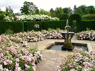 Rose garden, Hever Castle (UK)