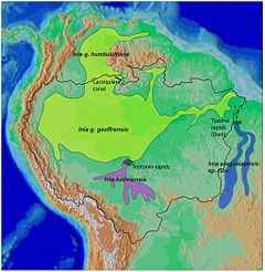 Mapa de alcance de botos do novo mundo