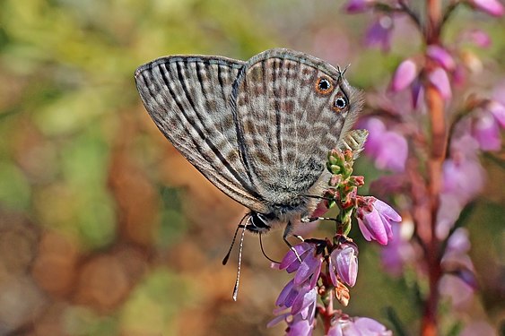 Male Lang's short tail blue butterfly (Leptotes pirithous) (created and nominated by Charlesjsharp)