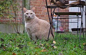 Larry the cat sitting besides a wooden lawn chair in Auderghem, Belgium (DSCF2368).jpg