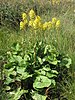 Szibériai hamuvirág (Ligularia sibirica)