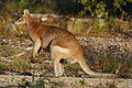 Iwalabhi Macropus agilis