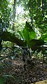 J. altifrons au jardin botanique de Singapour.