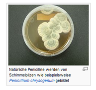 Penicillin bild.png