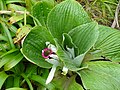 Pleurophyllum sp. z čeledi hvězdnicovitých