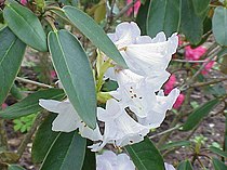 Rhododendron campanulatum behoort bij het ondergeslacht Hymenanthes