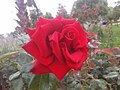 A red rose