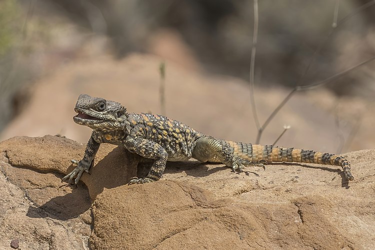 Стеллион (Stellagama stellio)