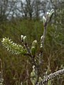 Salix sitchensis