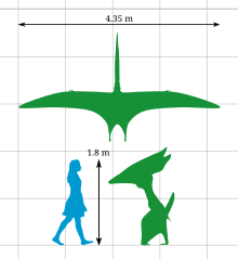 Thalassodromeus was as tall as a human, with a broad wing-span