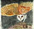 Tyto alba polychromos