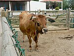 Photo couleur d'une vache fauve vue de face. Elle a un mufle noir cerclé de blanc, des yeux cerclés de noir et des cornes longues tournées vers l'avant. La petite taille vient des pattes courtes.