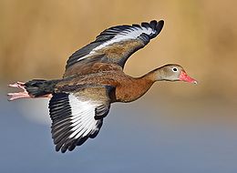 Punanokk-vilepart (Dendrocygna autumnalis)