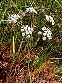 Whorled caraway