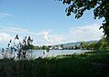 Bodensee (Steinach)