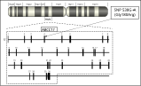 Die Lage von ABCC11 mit seinen 30 Exons auf Chromosom 16.