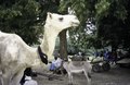 A white camel on the part of the Friday market where the Peul come, 2001