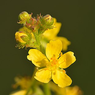 Agermåne har karakteristiske blomster og frugter.