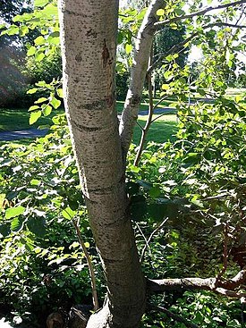 Harmaaleppä (Alnus incana)