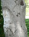 American Beech (Fagus grandifolia) bark