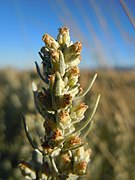 Artemisia cana (5033868323).jpg