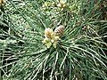 Austrian Pine (Pinus nigra) needles and spring growth