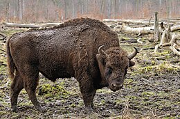 Bizonas (Bison bison)