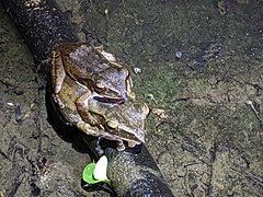 Common Southeast Asian Tree Frog imported from iNaturalist photo 54292788 on 9 July 2023.jpg