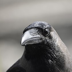 Un corbeau familier (Corvus splendens). (définition réelle 3 526 × 3 526)