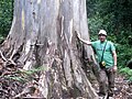 Eucalyptus deanei, Blue Mountains National Park, آسٹریلیا