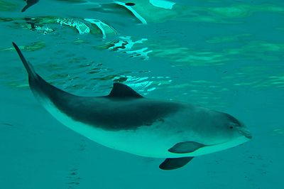 Harbour porpoise (Phocoena phocoena)