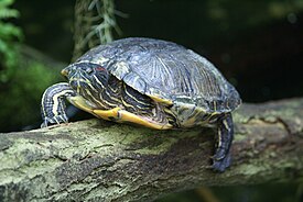 Trachemys scripta