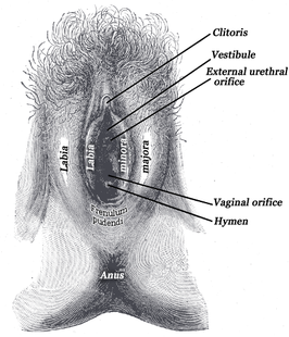 Het hymen in het medische leerboek Gray's Anatomy