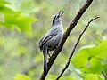 Image 44Gray catbird watching a hawk fly overhead in the Brooklyn Botanic Garden