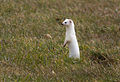 Een hermelijn (Mustela erminea) in wintervacht.