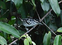 Spot-backed antwren