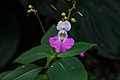 Impatiens balfourii.