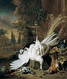 Белый павлин. 1692. Холст, масло. Академия изобразительных искусств, Вена