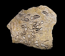 Fossile de Jimbacrinus bostocki Permien MHNT
