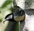 Kratek, tanek kljun: velika sinica (Parus major)