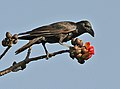 Large-billed Crow feeding on Bombax ceida in Keoladeo National Park, Bharatpur, भारत.