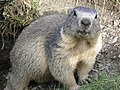 Alpenmurmeltier (Marmota marmota)