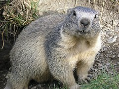 Marmotte.